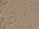 Ramaria rasilispora var. rasilispora image