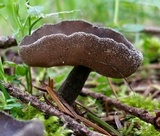 Helvella corium image
