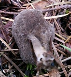 Helvella corium image