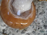 Cortinarius stillatitius image