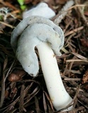 Helvella compressa image
