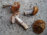 Cortinarius stillatitius image