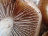 Cortinarius stillatitius image