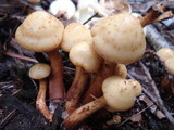 Pholiota alnicola image