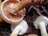 Pholiota alnicola var. alnicola image