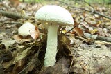 Amanita magniradix image