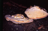 Trametes lactinea image