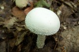 Amanita magniradix image