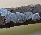 Basidioradulum crustosum image