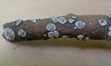 Basidioradulum crustosum image