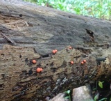 Lycogala epidendrum image