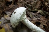 Amanita magniradix image