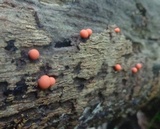 Lycogala epidendrum image