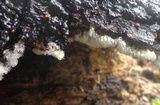 Ceratiomyxa fruticulosa var. fruticulosa image