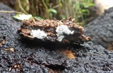 Ceratiomyxa fruticulosa var. fruticulosa image