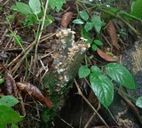 Gerronema nemorale image