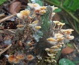 Gerronema nemorale image