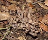 Clavulina cinerea image