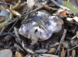 Tricholoma griseoviolaceum image
