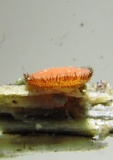 Scutellinia cejpii image