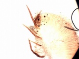 Scutellinia cejpii image