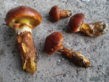 Suillus grevillei image
