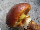 Suillus grevillei image