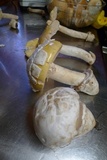 Amanita vernicoccora image
