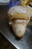 Amanita vernicoccora image