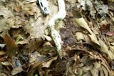 Amanita magniradix image