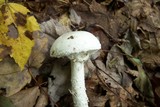 Amanita magniradix image