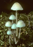 Mycena subcaerulea image