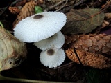 Leucocoprinus brebissonii image
