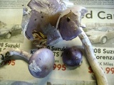 Cortinarius iodes image