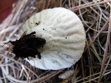 Lycoperdon caudatum image