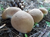 Calvatia rugosa image