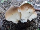 Calvatia rugosa image