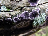Chondrostereum purpureum image