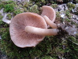 Psathyrella conissans image