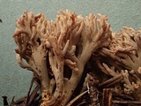 Lentaria pinicola image