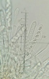 Ciboria amentacea image