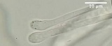 Ciboria amentacea image