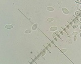 Ciboria amentacea image