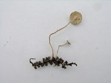 Ciboria amentacea image