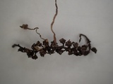 Ciboria amentacea image