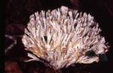 Tremellodendron pallidum image