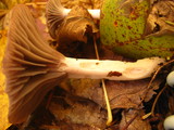 Hygrocybe lacmus image