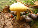 Tricholomopsis sulphureoides image