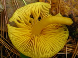 Tricholomopsis decora image