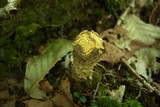 Calostoma lutescens image
